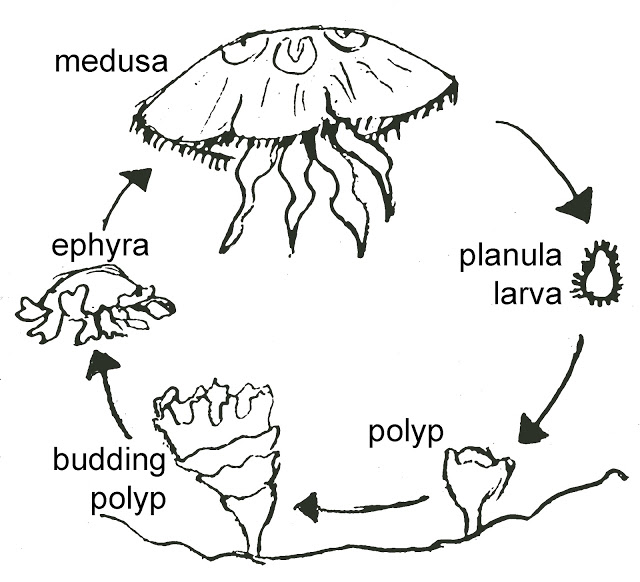 immortal jellyfish polyp