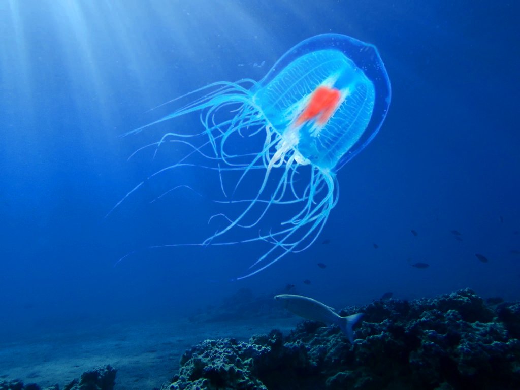 Immortal Jellyfish Facts  Immortal Jellyfish