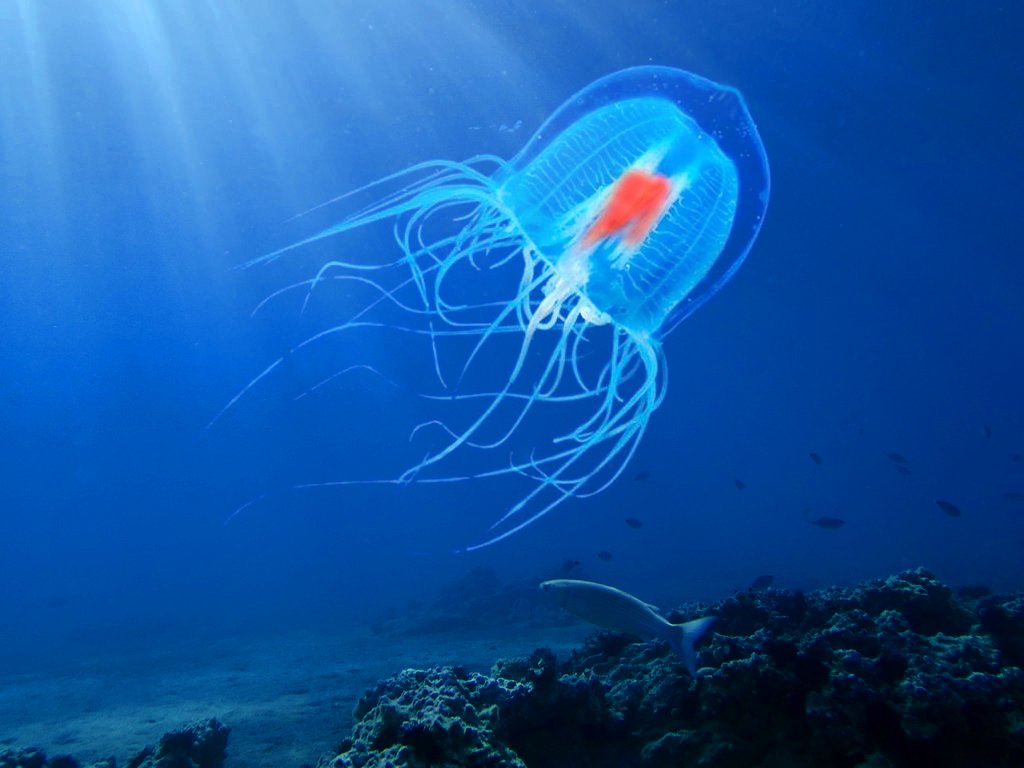 immortal jellyfish facts