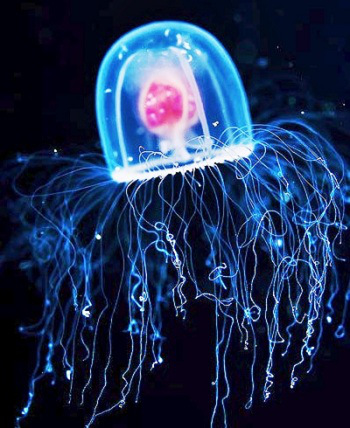 the immortal jellyfish